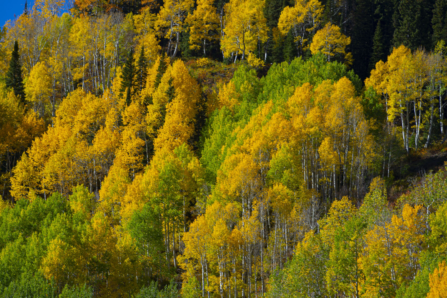 09_29_20 aspens0256.jpg